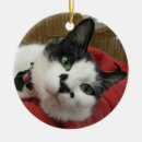Zoek naar katten vrienden ornamenten Kitten