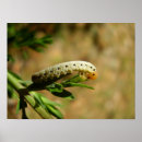 Zoek naar ongedierte posters Insect