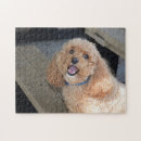 Recherche de race de chien puzzles Canine