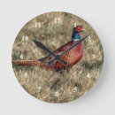 Recherche de faisan horloges Phasianus colchicus