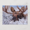 Recherche de jackson hole cartes postales Montagne