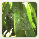 Recherche de arachnide dessous de verres Toile d'araignée