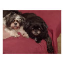 Recherche de tzu posters Photographie