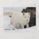 Zoek naar fox briefkaarten Wilde dieren