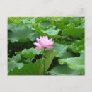Recherche de fleur lotus cartes postales Asiatique