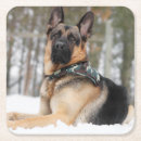 Recherche de berger dessous de verres Chiot