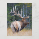 Zoek naar elanden briefkaarten Stier