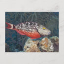 Recherche de poissons cartes postales Extérieur