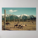 Recherche de chèvres posters Faune