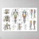 Recherche de anatomie musculaire posters Muscles