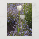 Recherche de tulipes blanches cartes postales Fleur