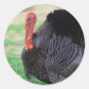 Recherche de thanksgiving turkey autocollants Citrouille