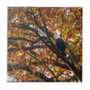 Recherche de aigle carreaux Arbre