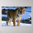 Zoek naar tijger kunst Tijger in sneeuw