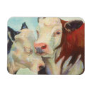 Zoek naar koeien magneten Veestapel