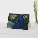 Zoek naar peacock kaarten Pauzes