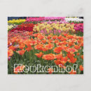 Zoek naar oranje bloem briefkaarten Bloemen