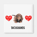 Recherche de teckels magnets Doxie
