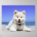 Zoek naar pluizig posters Puppy