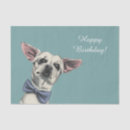 Zoek naar chihuahua Gelukkige verjaardag