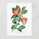 Recherche de japonaises cartes postales Botanique