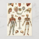 Zoek naar biologie diagram posters Antiek