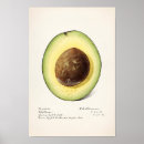 Recherche de fruit d aquarelle posters Vintage