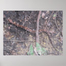 Recherche de serpent venimeux posters Serpents