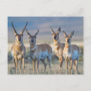 Recherche de antilope cartes postales Délimiteur danita