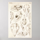 Recherche de wombat posters Vintage
