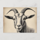 Recherche de gravure vintage cartes postales Animal