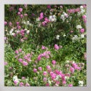 Recherche de pois posters Printemps