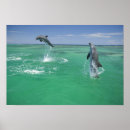 Recherche de dauphin sautant posters Faune