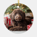Zoek naar labradoodle ornamenten Kerstmis