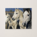 Recherche de affection puzzles Faune