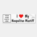 Recherche de neopolitan Mastiff