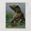 Recherche de kodiak alaska cartes postales Ours