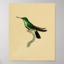 Recherche de ornithologie posters Colibri