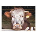 Zoek naar leuke boerderijdieren posters Koeien