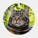 Recherche de short ornements Animal