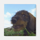 Recherche de malfaisant Chien