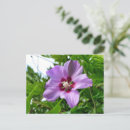 Recherche de hibiscus cartes postales Tropical