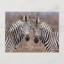 Recherche de parc national de kruger cartes postales Horizontal