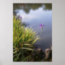 Recherche de jardin japonais Iris