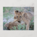 Recherche de panthera cartes postales Nature