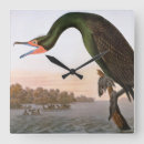 Zoek naar audubon klokken Vogels uit amerika
