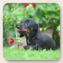 Zoek naar glad onderzetters Hond