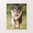 Zoek naar australian shepherd puzzels Dier