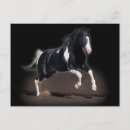 Zoek naar horse briefkaarten Western