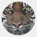 Recherche de yeux de tigre autocollants Sauvage